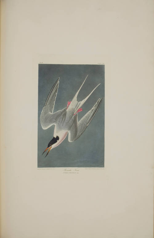 Roseate Tern