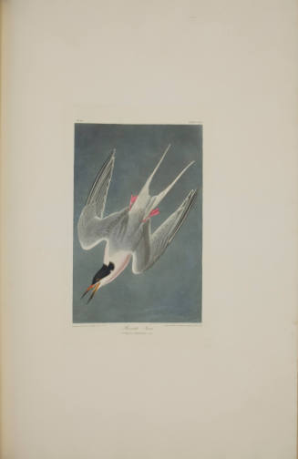Roseate Tern