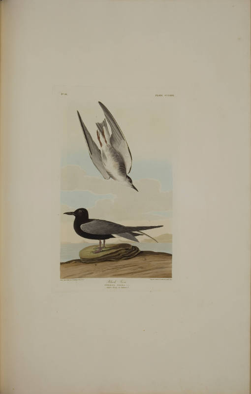 Black Tern