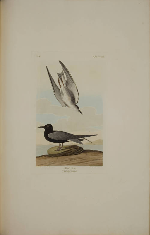 Black Tern