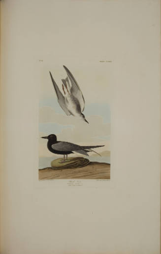 Black Tern