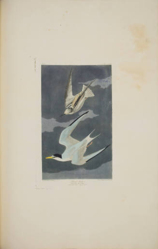 Lesser Tern