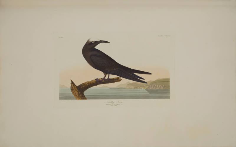 Noddy Tern