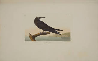 Noddy Tern