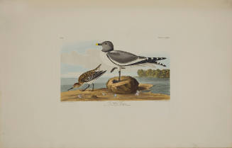 Fork-tailed Gull