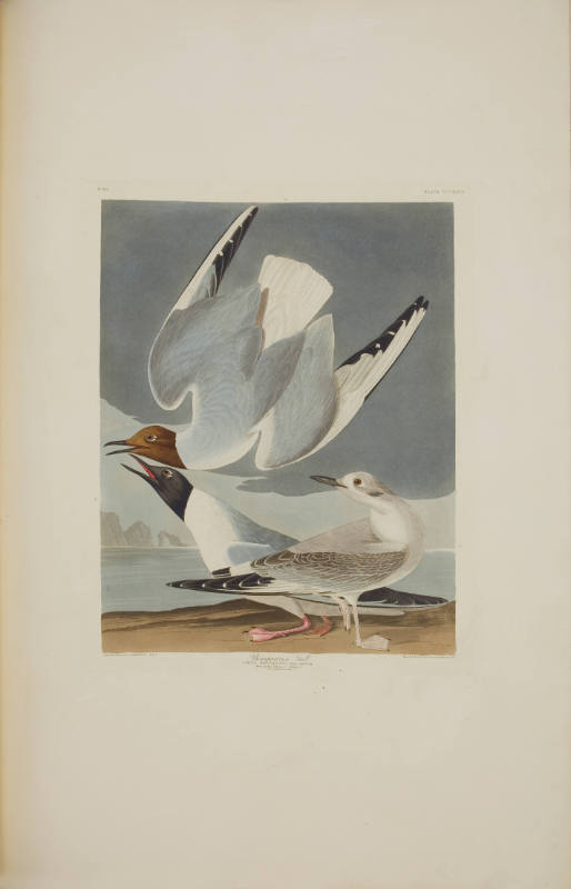 Bonapartian Gull