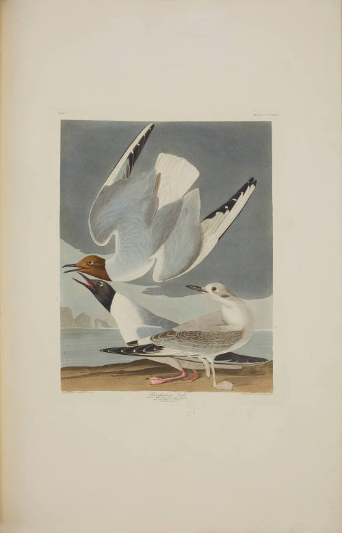 Bonapartian Gull