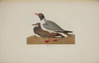Black-headed Gull