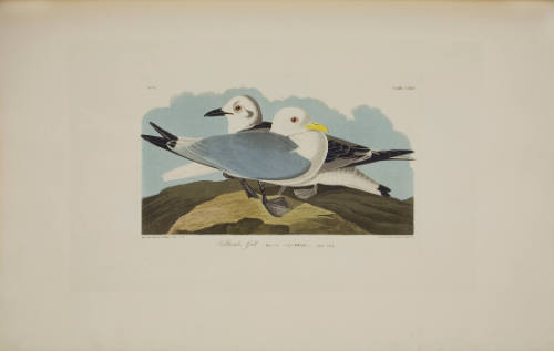 Kittiwake Gull