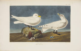 Ivory Gull