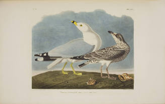 Common American Gull