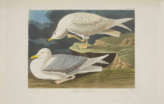 White-winged Silvery Gull