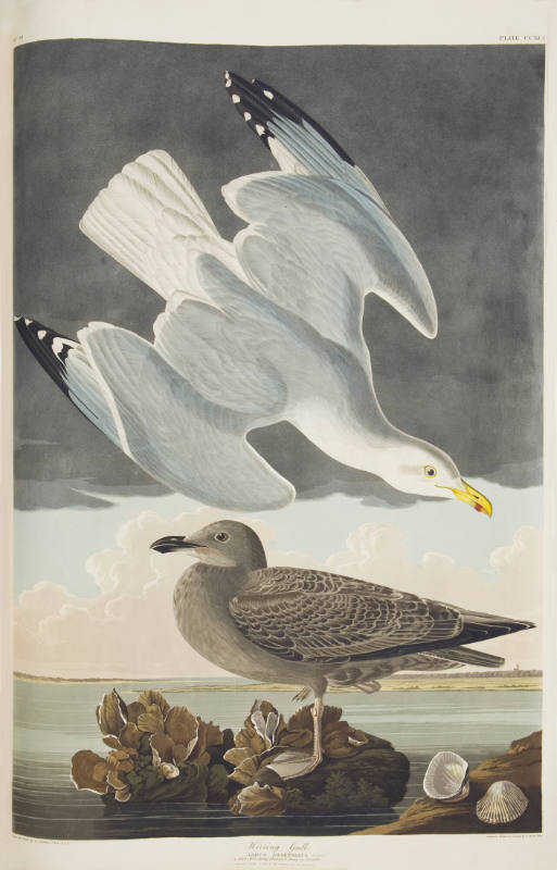 Herring Gull