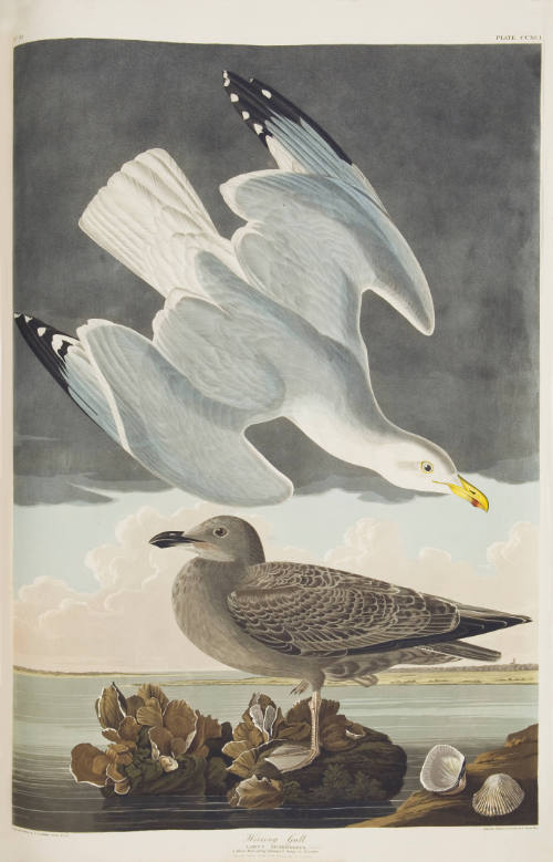 Herring Gull