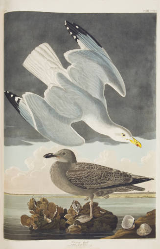 Herring Gull