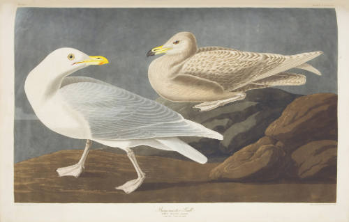 Burgomaster Gull
