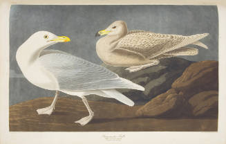 Burgomaster Gull