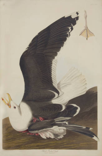 Black Backed Gull