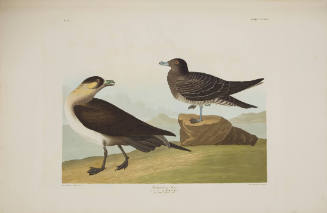 Richardson's Jager