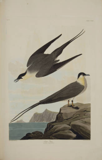 Arctic Yager