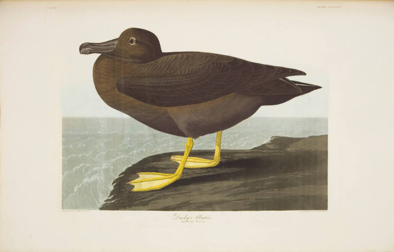Dusky Albatros