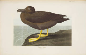 Dusky Albatros