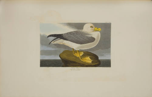 Fulmar Petrel