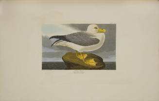 Fulmar Petrel
