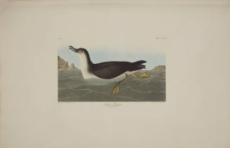 Manks Shearwater