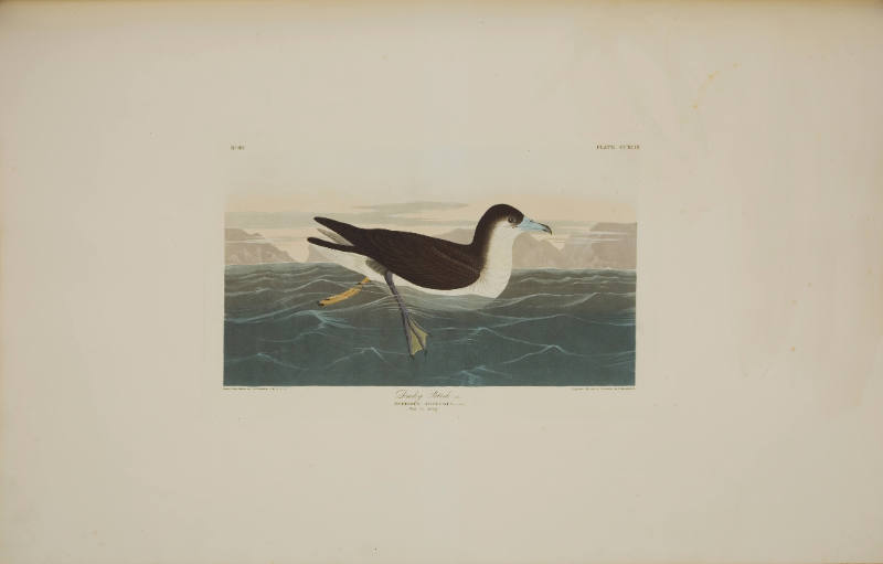 Dusky Petrel