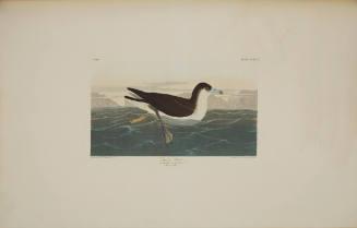 Dusky Petrel