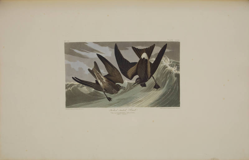 Fork-tailed Petrel