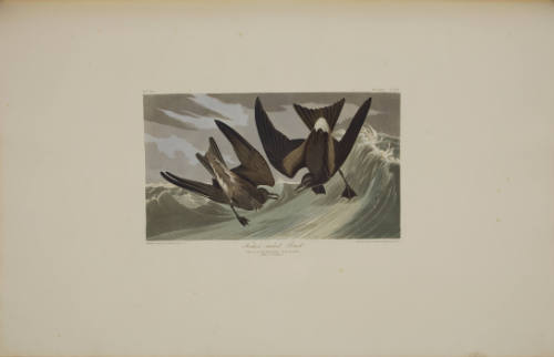 Fork-tailed Petrel