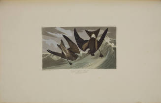 Fork-tailed Petrel