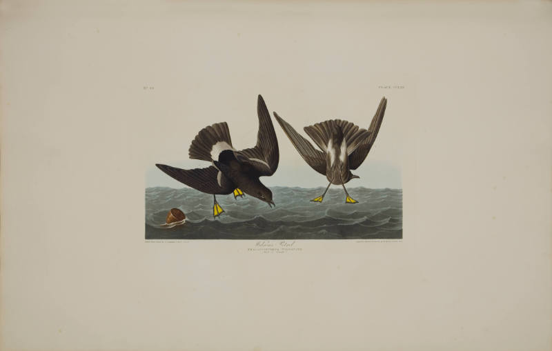 Wilson's Petrel