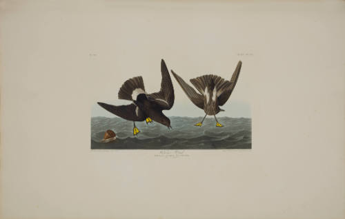 Wilson's Petrel