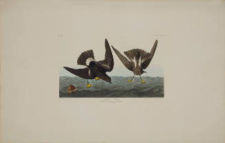 Wilson's Petrel