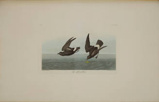 Least Stormy-Petrel