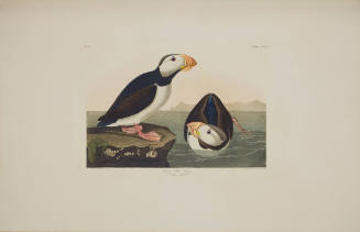 Large Billed Puffin