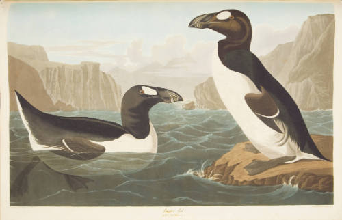 Great Auk