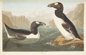 Great Auk