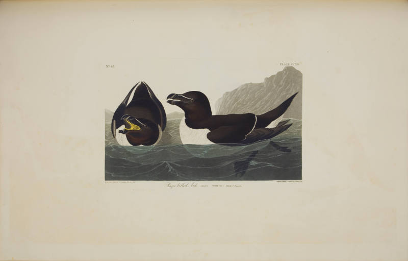 Razor Billed Auk