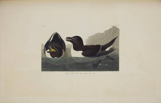Razor Billed Auk