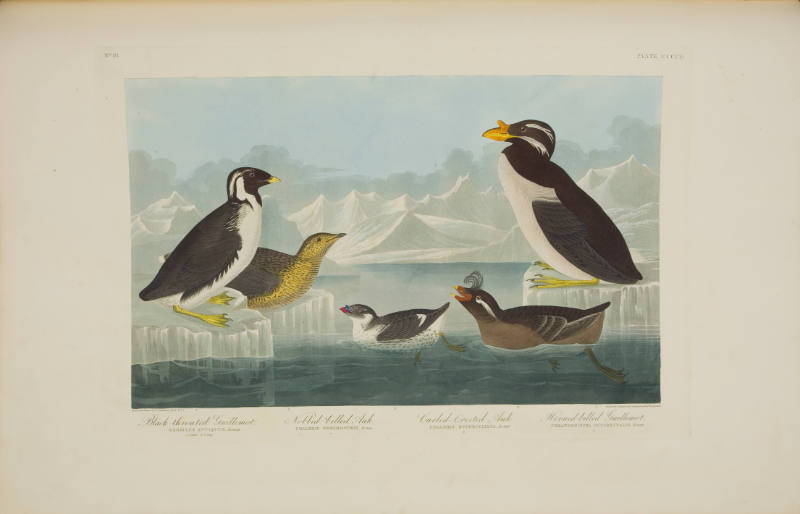 Black Throated Guillemot; Nobbed-billed Auk; Curled-crested Auk; Horned-billed Guillemot