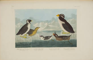 Black Throated Guillemot; Nobbed-billed Auk; Curled-crested Auk; Horned-billed Guillemot