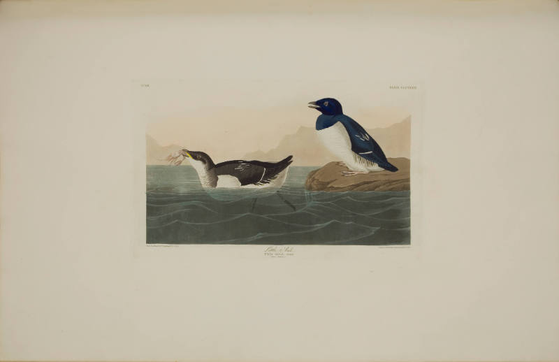 Little Auk