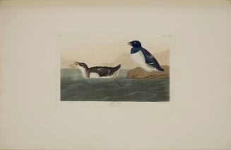 Little Auk