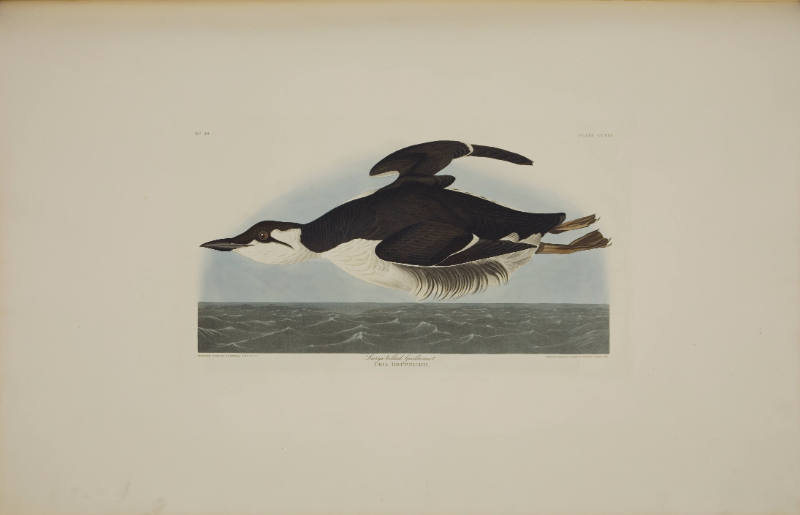 Large-billed Guillemot