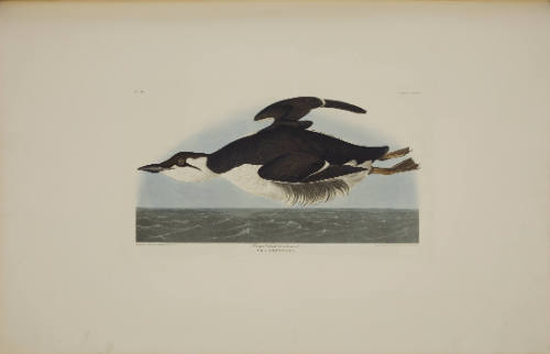 Large-billed Guillemot