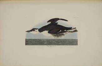 Large-billed Guillemot